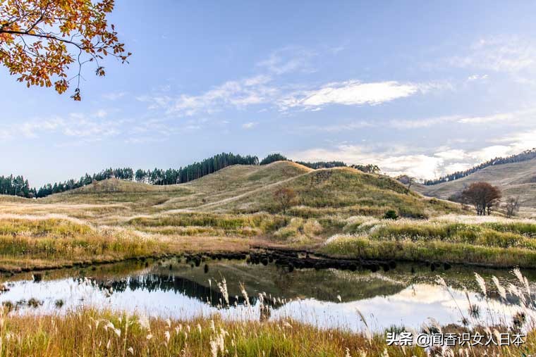 黄金色的芒草，让秋天多了份文艺的风情，日本国内最美芒草名所