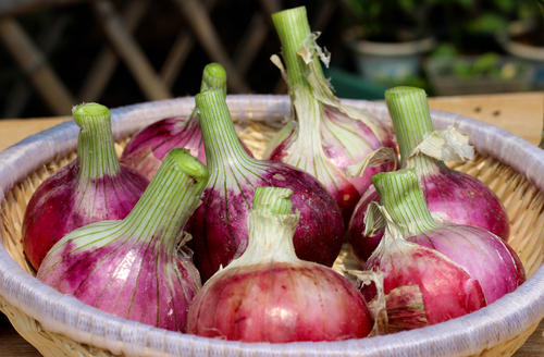 洋葱叶片干枯死亡，病害还是虫害？找准原因，科学应对很关键