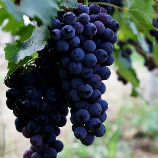 正宗黑珍珠葡萄,好吃的珍珠葡萄