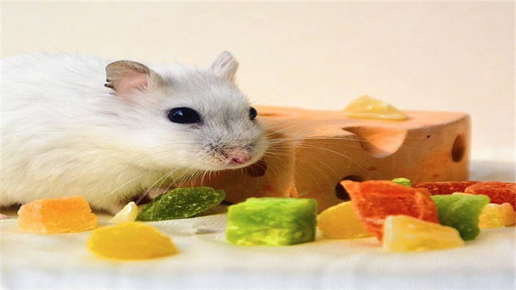 仓鼠越狱一天会躲在哪里,仓鼠越狱一次后执着的想跑