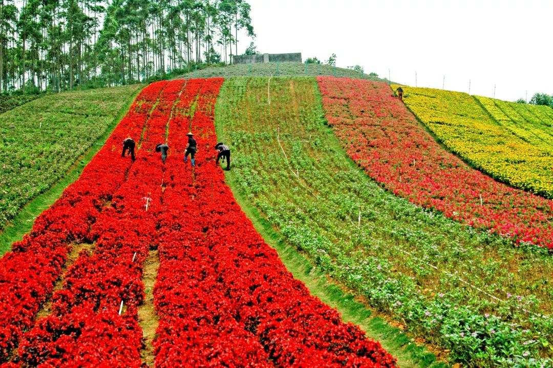 游玩半价票,雁荡山周末半价票