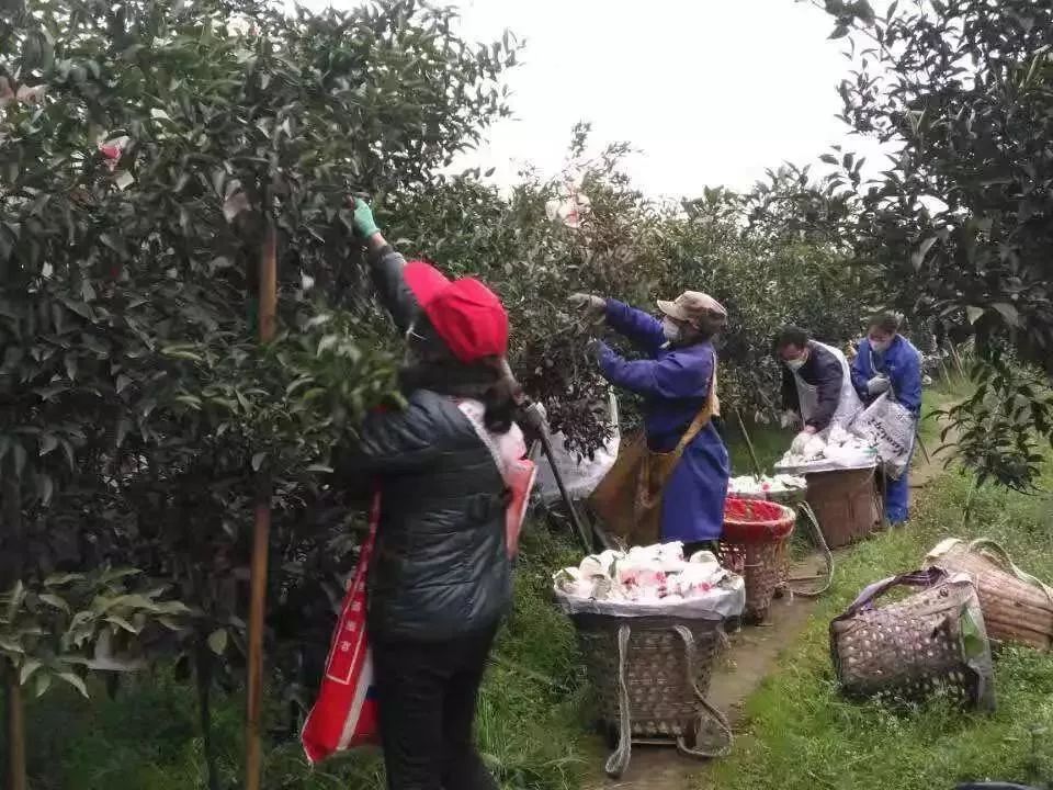 疫情下蔬菜滞销,为什么今年水果滞销