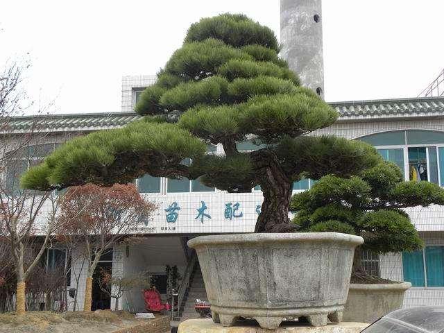 家里养能长大的盆景树,家里养盆景有什么讲究