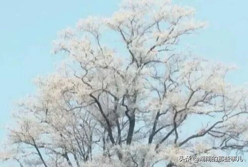 衡阳心动,衡阳南岳雾凇云海