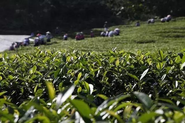 牛魔王升阶条件,牛魔王升级版