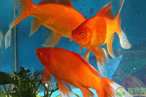 金鱼哪个品种比较好养,金鱼有多少品种哪个品种好养