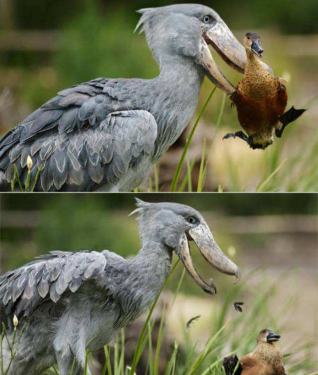 鲸头鹳看上去呆傻又蠢萌，实际上它连鳄鱼都吃，龟壳都能消化掉