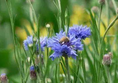 拍摄花的花语,100种摄影基础美学