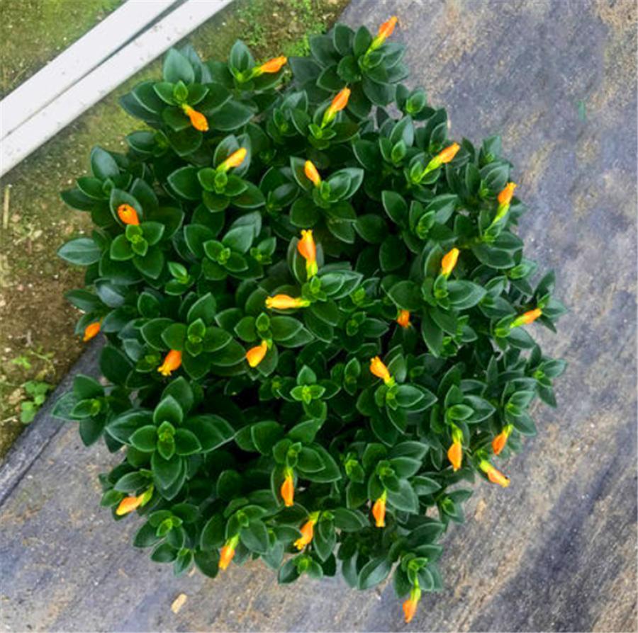 盆栽金鱼吊兰什么时候开花,秋季刚买的金鱼吊兰能开花