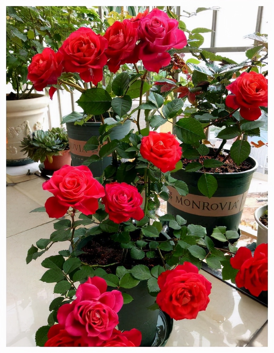 5种洋气花,什么花价格便宜又好养