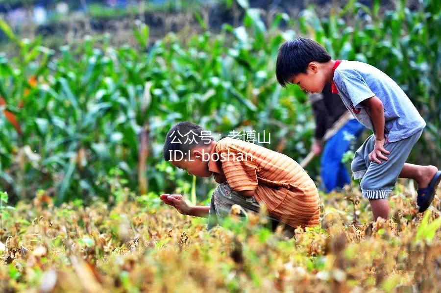 秋风起乌桕红,秋风起刘禹锡