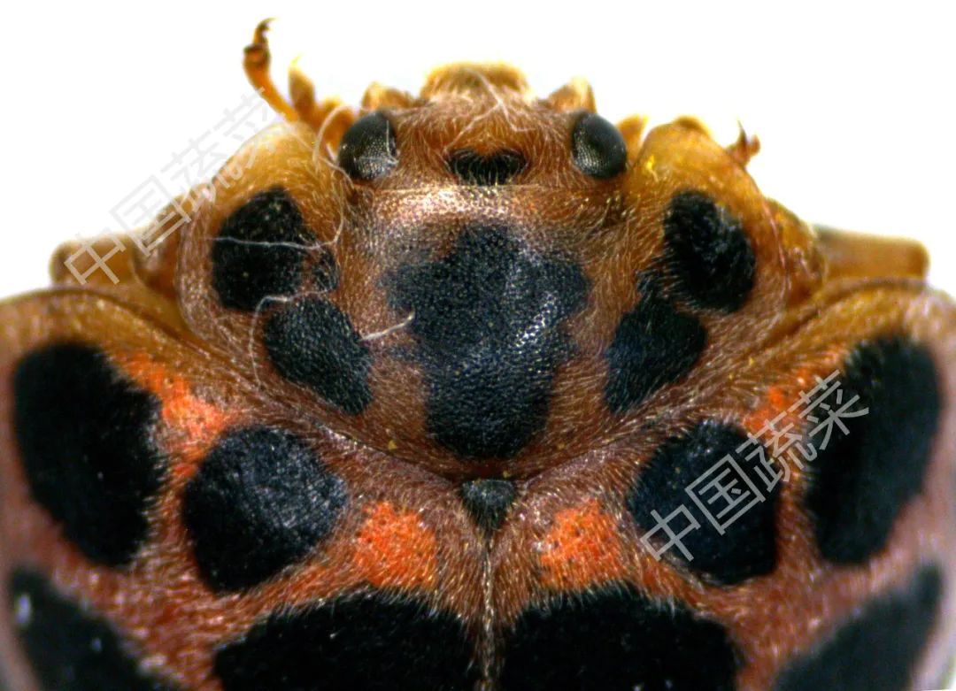 马铃薯瓢虫特点,马铃薯瓢虫吃土豆吗