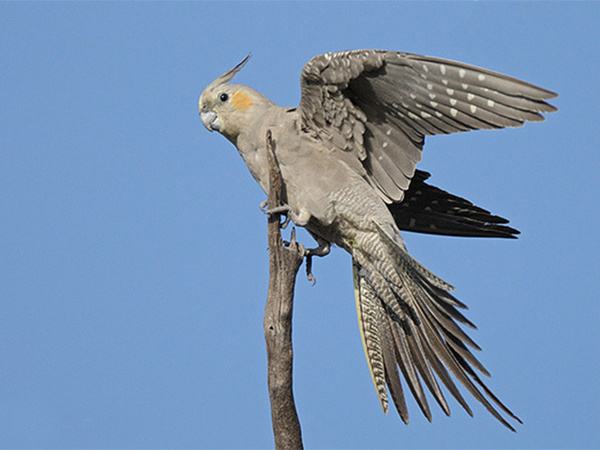 国外可以饲养的鹦鹉大全,澳洲养鹦鹉种类有哪些