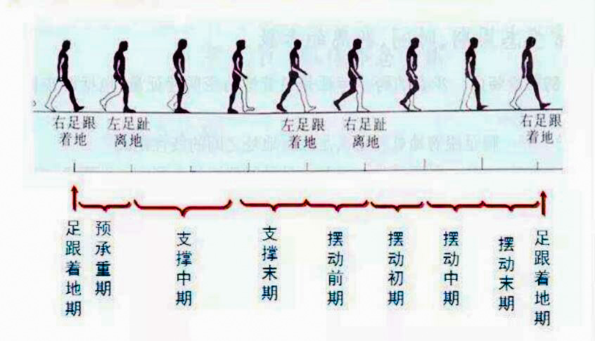 小腿太瘦了怎样可以变粗,小腿粗壮塑形