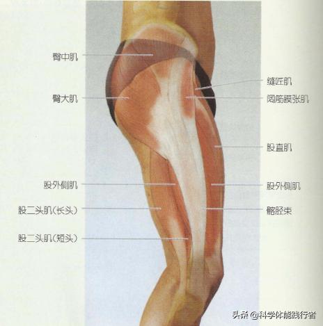 哪个瑜伽收紧臀部效果好,瑜伽练臀部最有效的动作