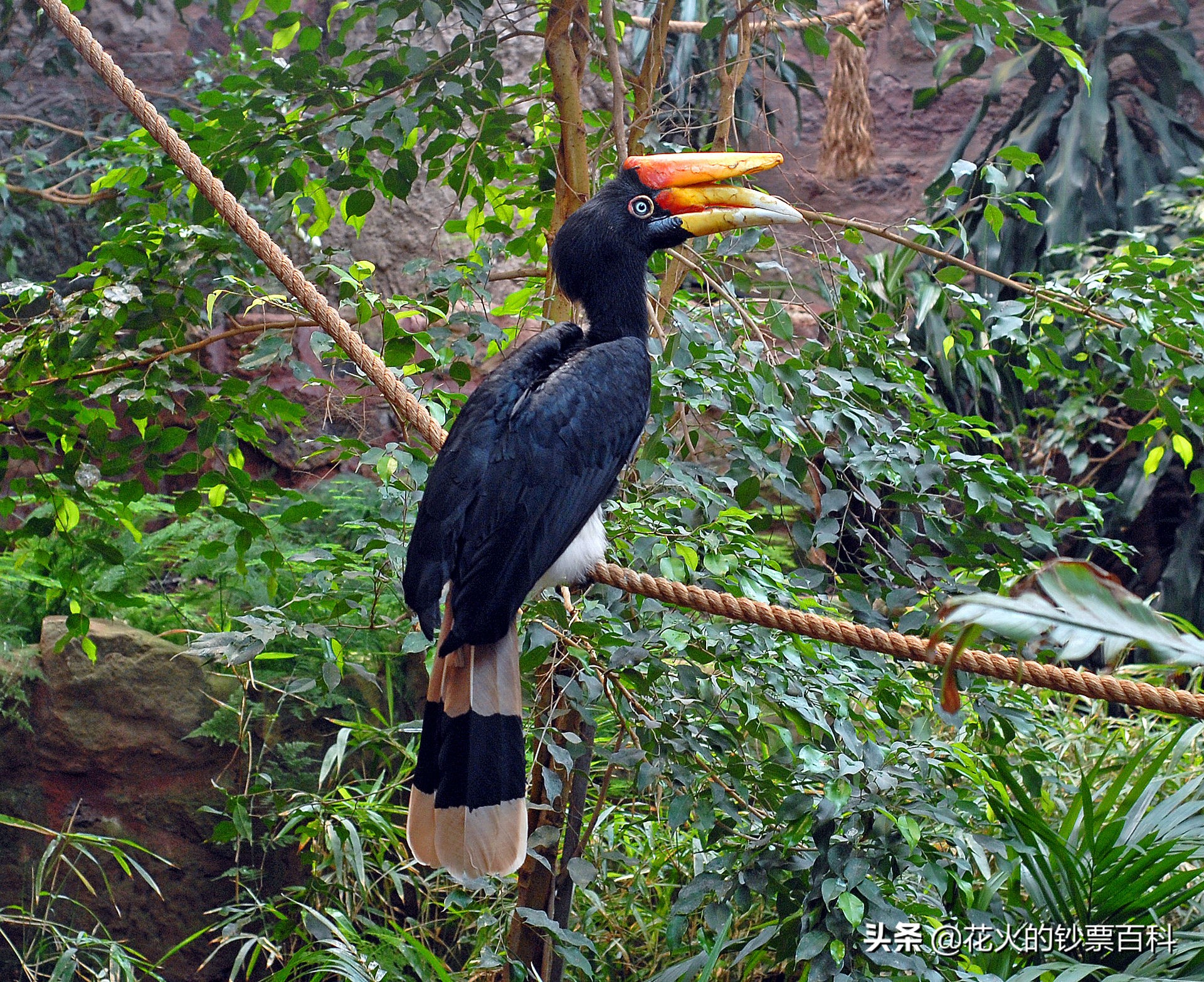马来西亚最值钱的钞票,马来西亚老钞票1块
