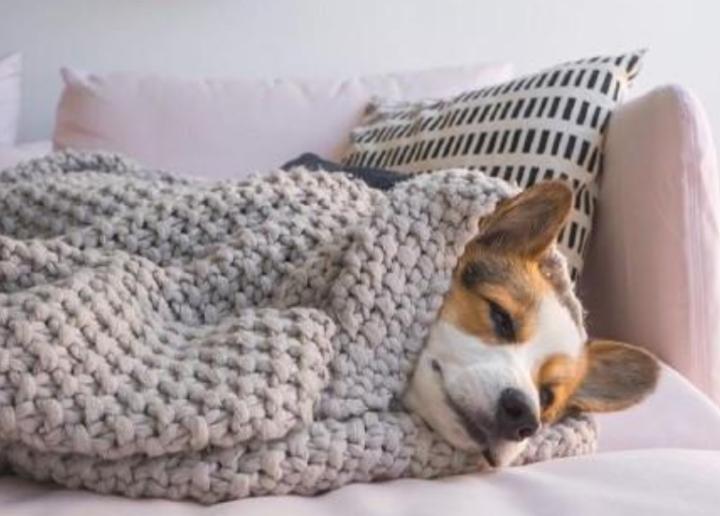 狗狗流清鼻涕怎么办最有效,狗狗咳嗽流清鼻涕怎么回事