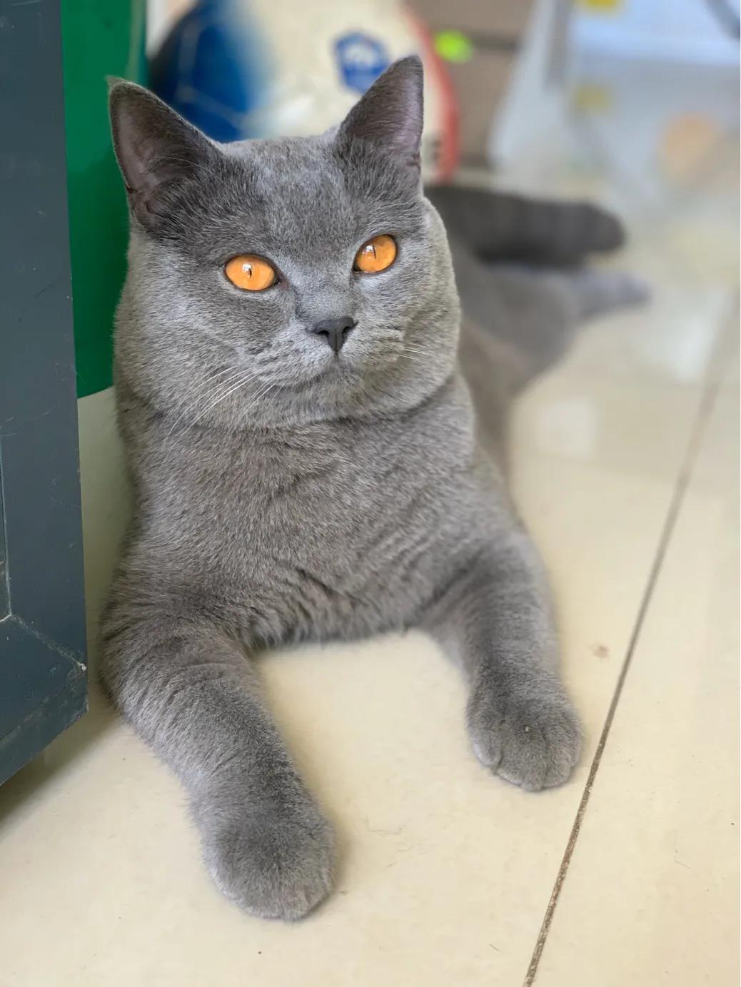 猫到底吃猫粮还是罐头还是猫饭,幼猫罐头猫粮怎么选