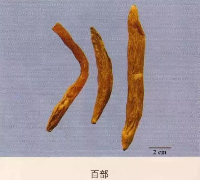 中药材图片大全大图带药名,200多味中药材图谱带图