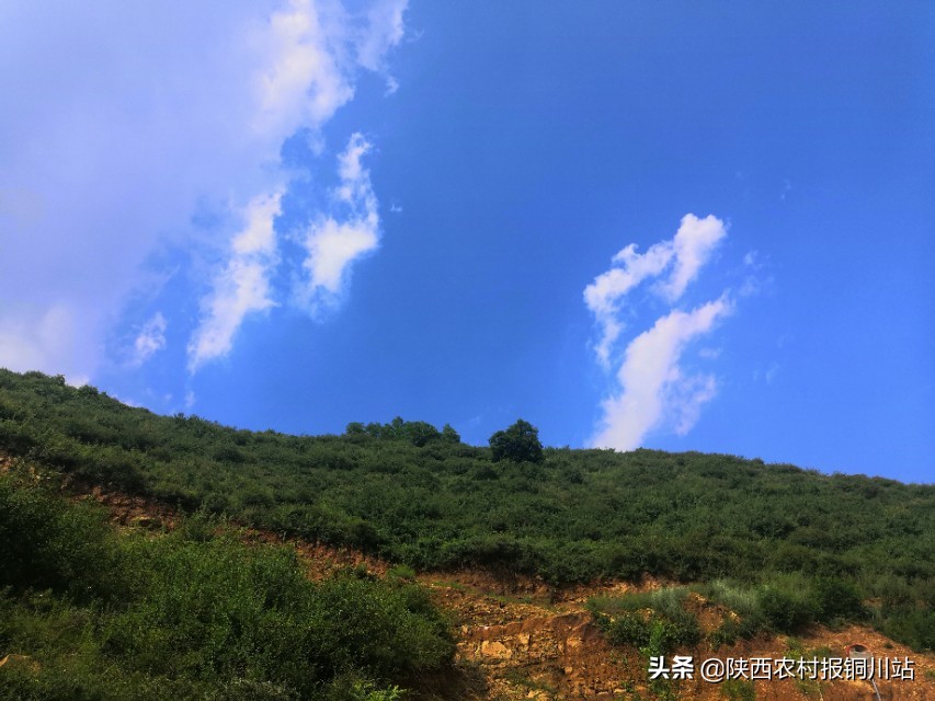 陈百强一生一共唱了多少首歌,朱百强个人资料