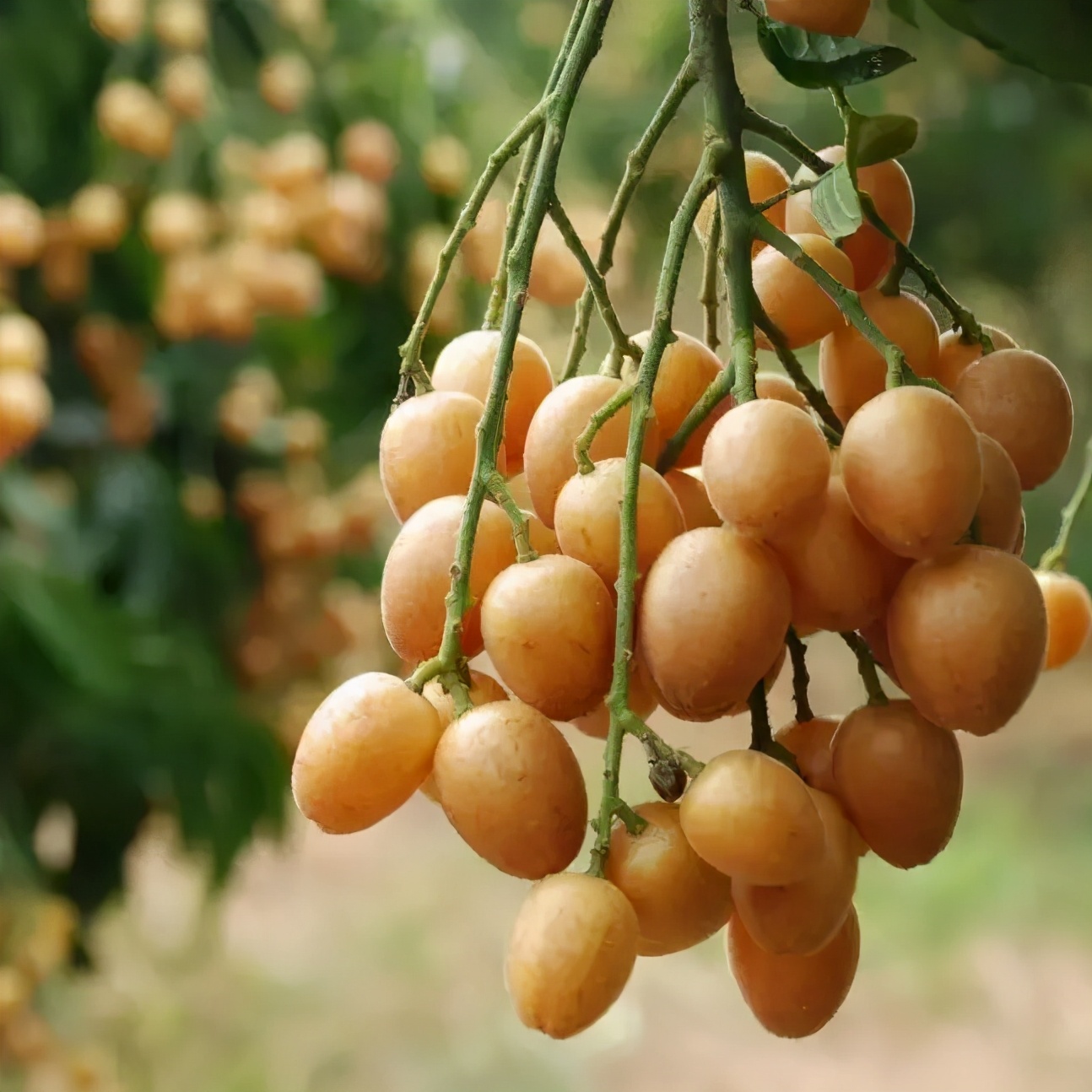 夏季儿童吃什么水果最好最有营养,孩子咳嗽吃什么水果最好