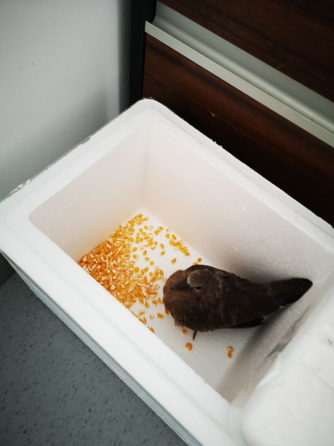 市民捡到野生鸟怎么处理,捡到野生动物怎么办