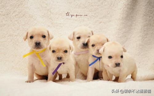 高颜值肌肉奶狗,什么样的小奶狗最可爱