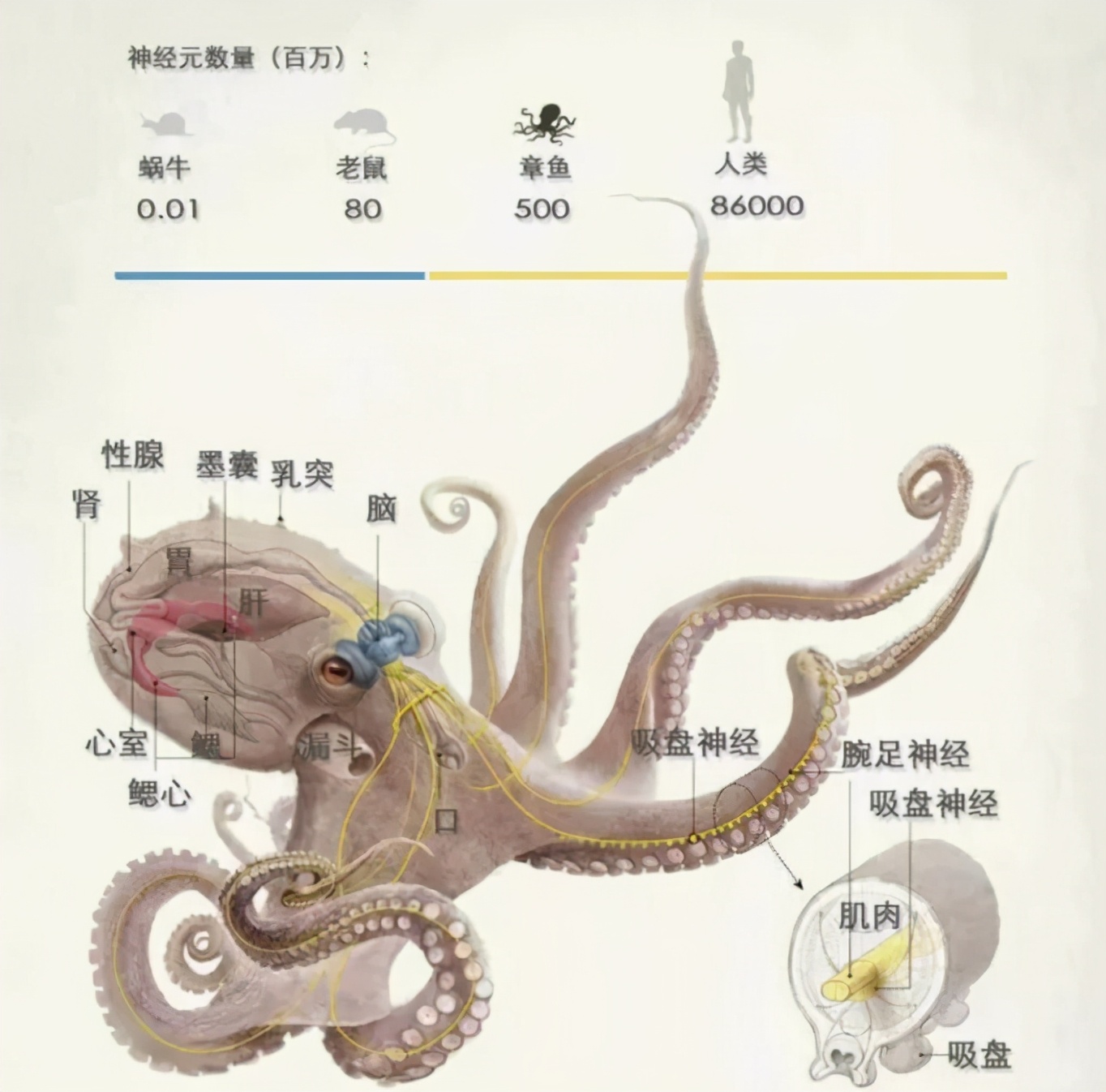 为什么章鱼有点长得像外星人 (为什么章鱼会被称为外星人)