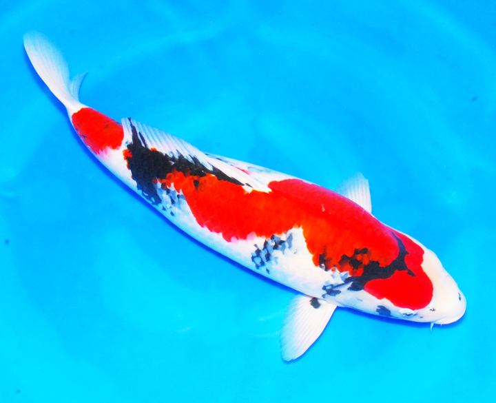 养观赏鱼小知识大全,养观赏鱼知识大全