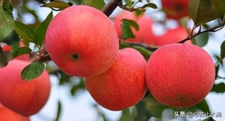 立秋是秋天的第1个节气,立秋秋季的第一个节气