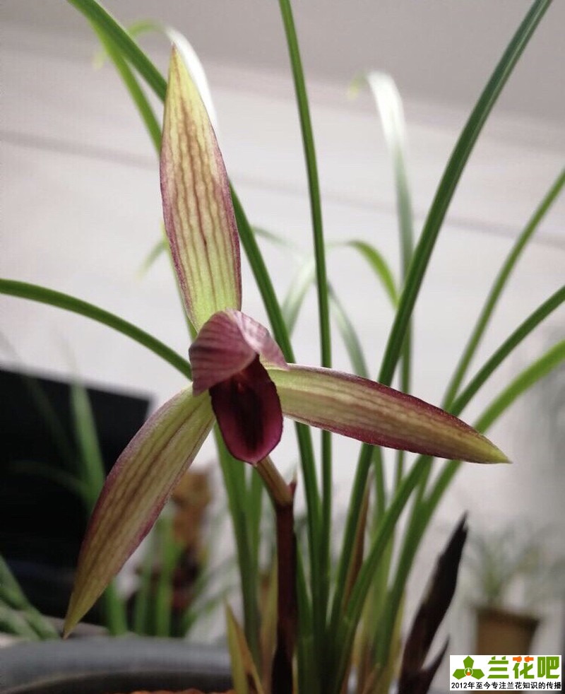 兰花两腐病用什么杀菌剂,兰花腐叶病用什么药