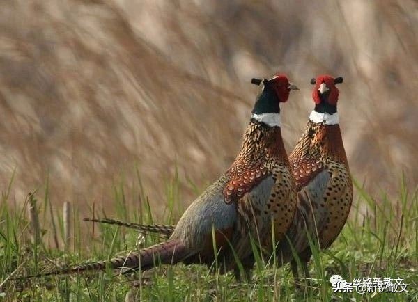 玩家老卢训练山鸡当“诱子”，谁劝都不肯放弃，直到堂弟出面