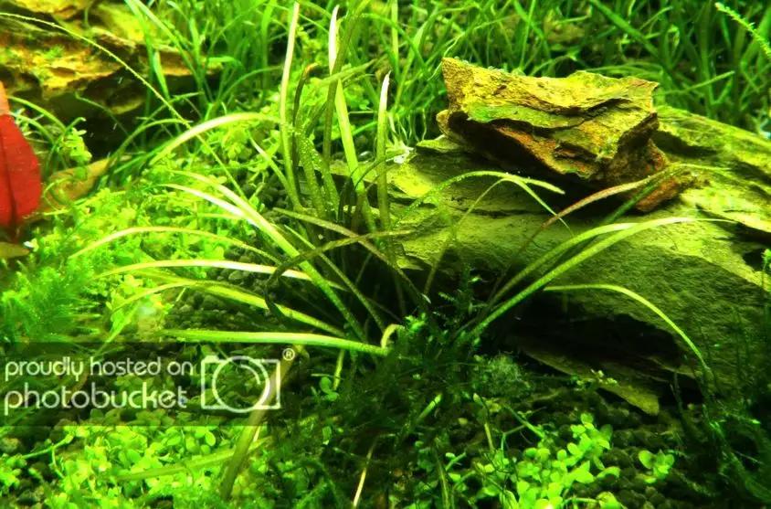 草缸造景教程:胶水造景太温柔,男人就该上电钻