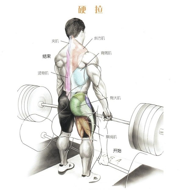 健身背部肌肉分布图,健身增肌背部肌肉怎么练