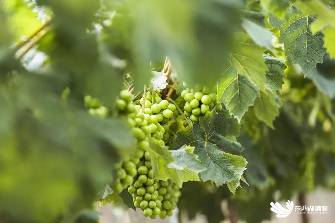 智慧水果是指哪种水果,什么是智慧果园