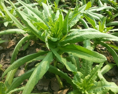 叶菜品类表,叶菜类一览表