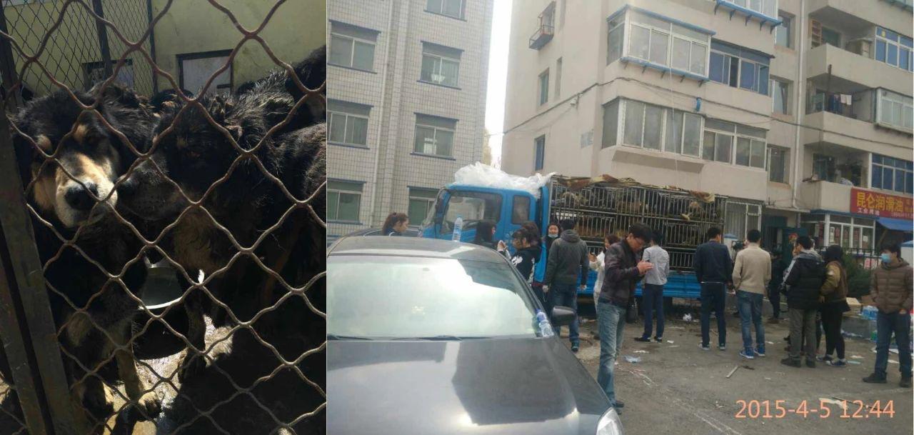 藏獒变流浪狗,藏獒从一条换北京两套房