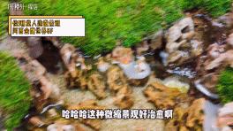 植物之美在于万物皆有情愫,植物之美有哪些