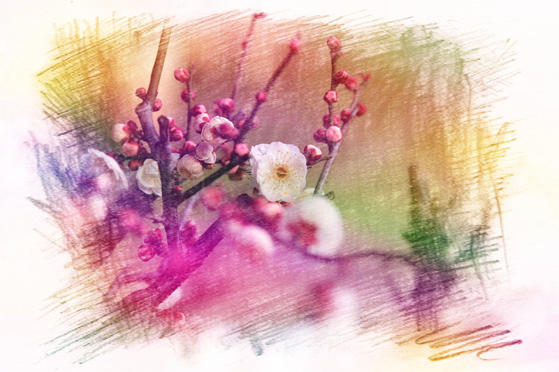 南京古林梅岭，二梅报春；盆景园梅花，婀娜多姿