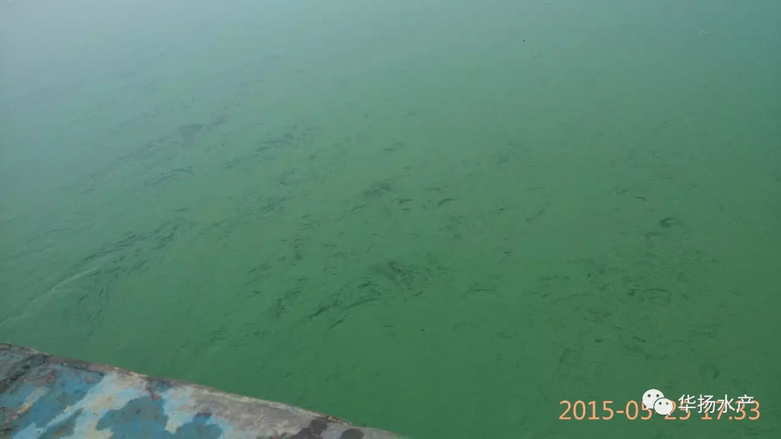 蓝藻水华介绍,蓝藻水华功效与作用