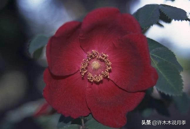 世上有黑色的花吗,世上有黑玫瑰吗