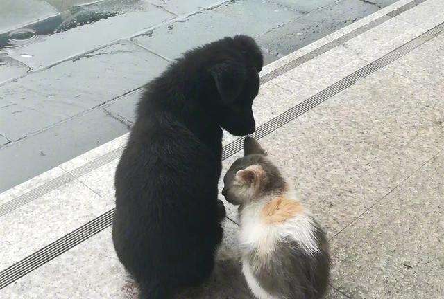 一只被遗弃的小猫在这里乞讨,一只被遗弃的小狗终日流浪在街头