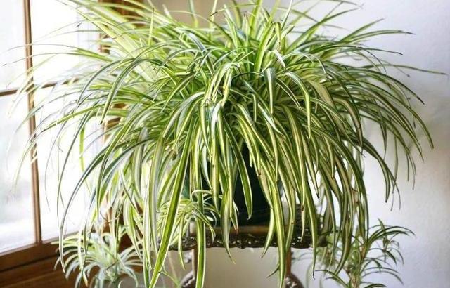 适合放屋里养的懒人植物,不用管理都能养什么花