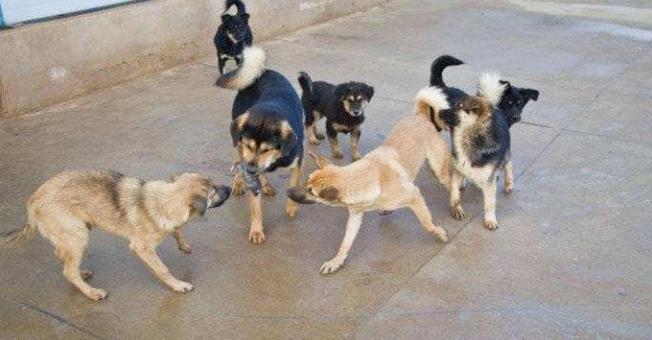 狗狗一直狼嚎是为什么,狗狗跟狼嚎一样叫是什么意思