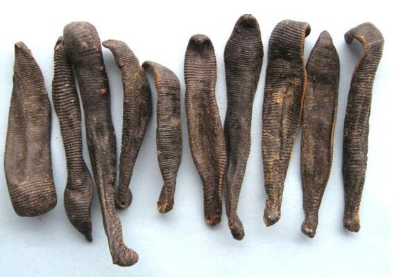 野生水蛭有什么危害,养殖的水蛭会吸人血吗