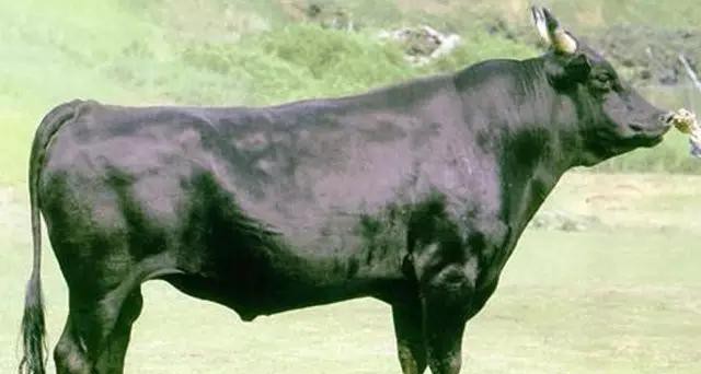 世界顶级牛肉是什么牛,世界最顶级的牛肉视频