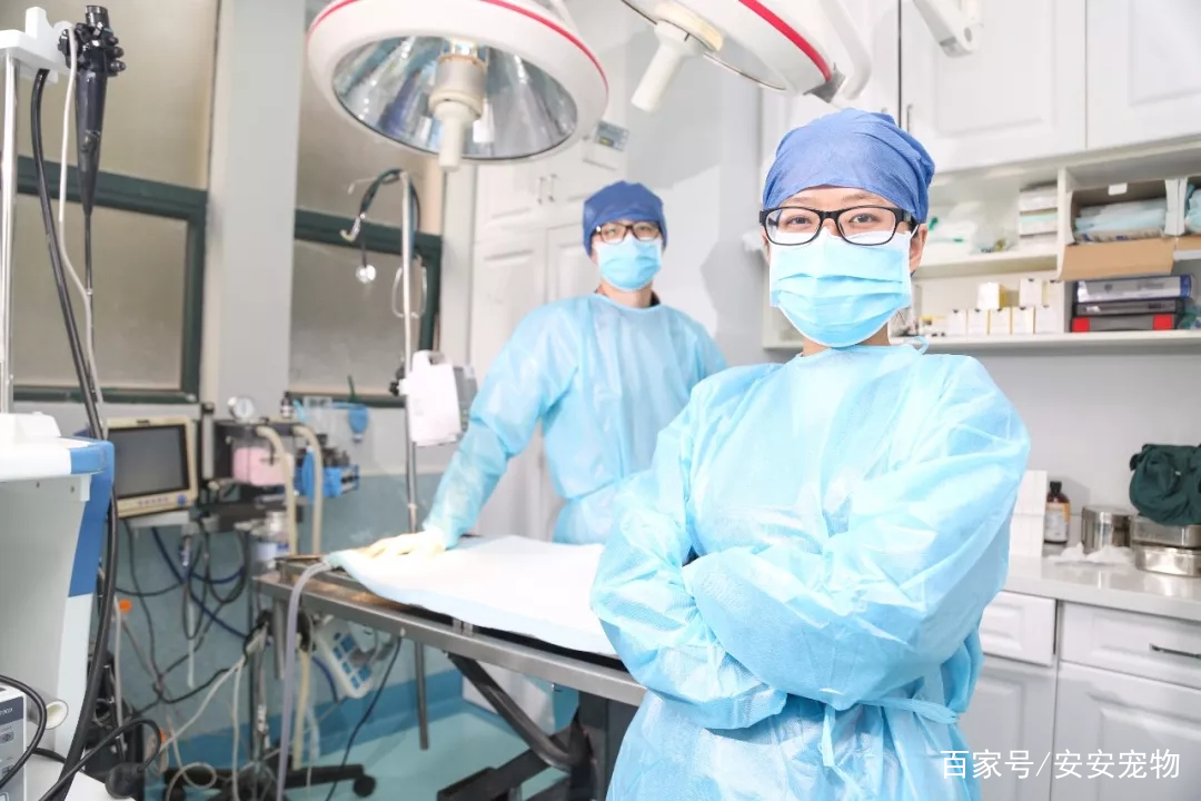 安安宠医澄湖路诊所,安安宠医桂园路分院