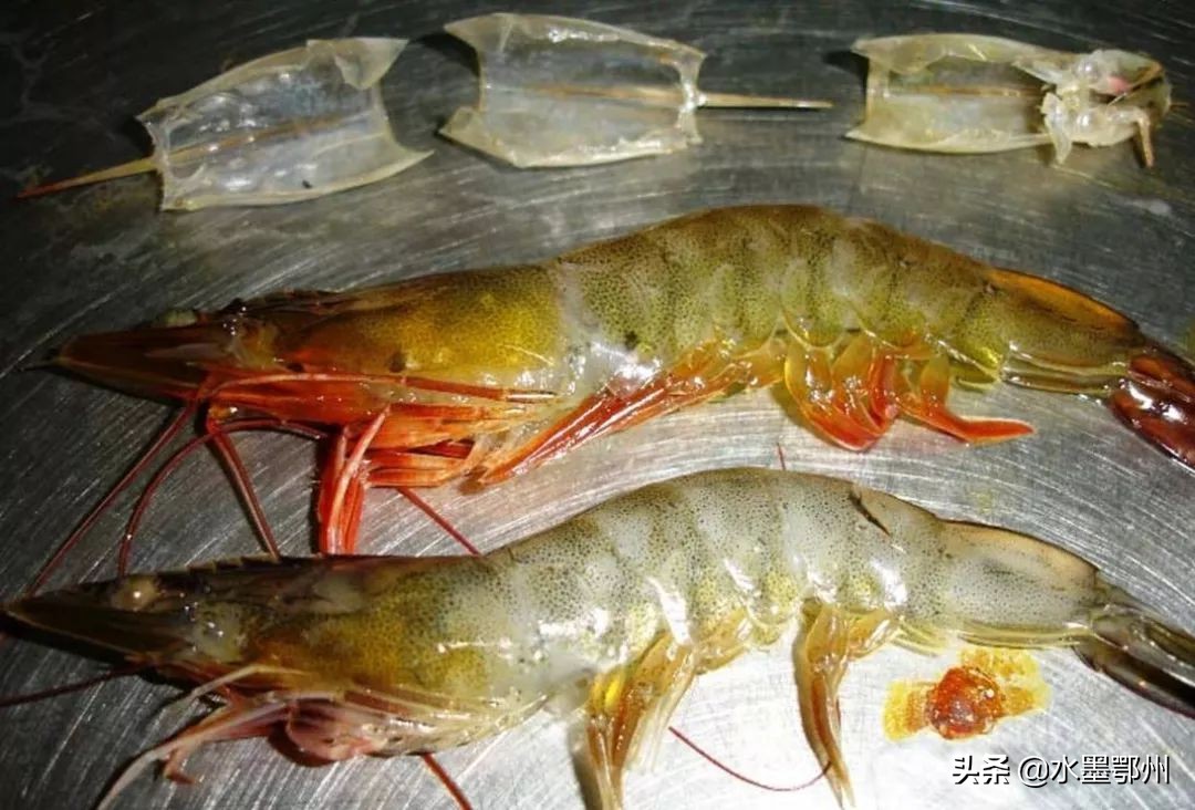 基围虾草虾算河虾吗,草虾基围虾对虾哪个贵