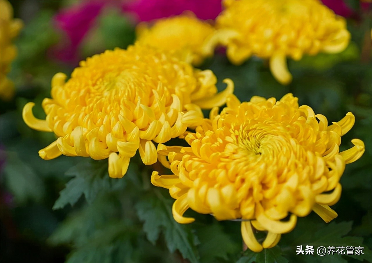 菊花生虫怎么去除最快,菊花长虫用家庭杀虫剂可以吗