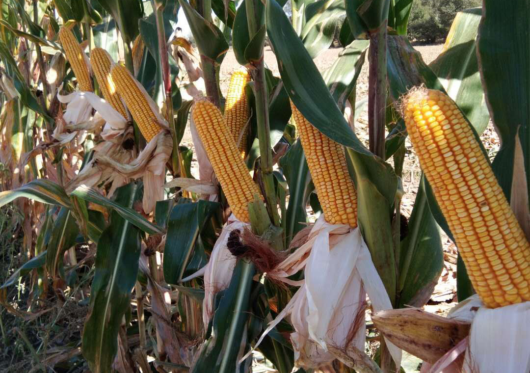 70亩田租金5000元合理吗,租金800元每月